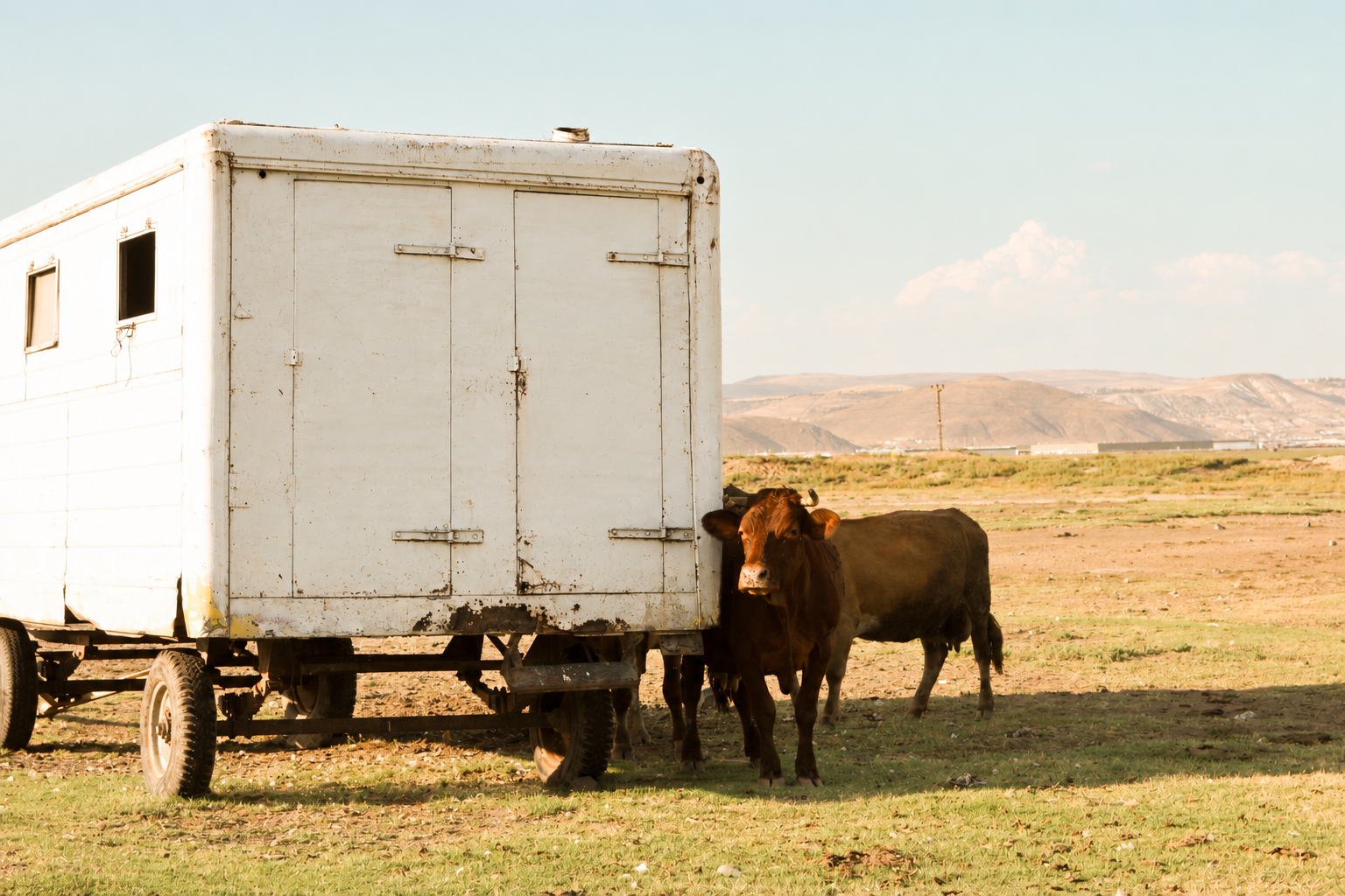 Hauling Horses & Livestock: Why the Equal-i-zer® Hitch Belongs on Your Rig